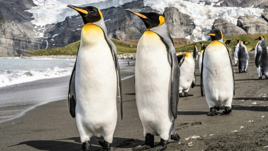 夫婦のコウテイペンギン