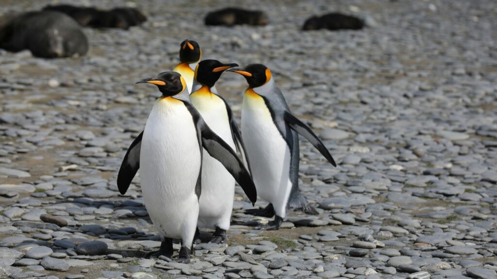 ペンギンの更新