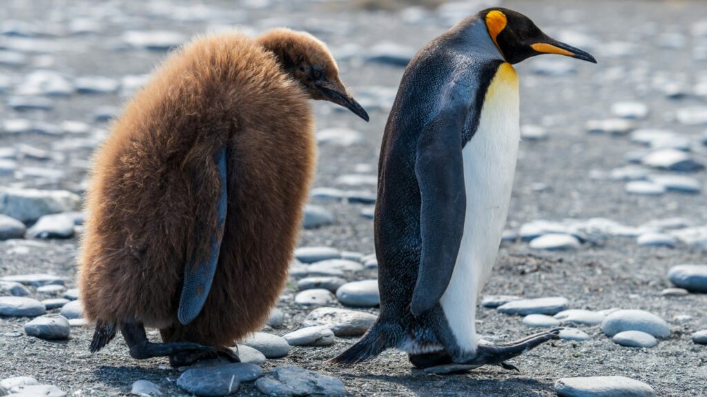 親子のコウテイペンギン