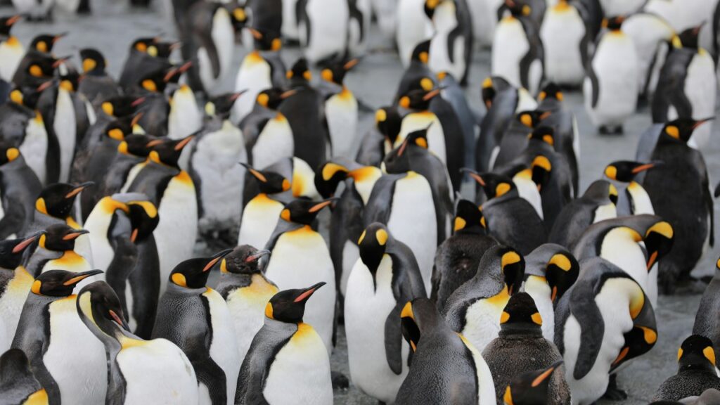 コウテイペンギンの群れ