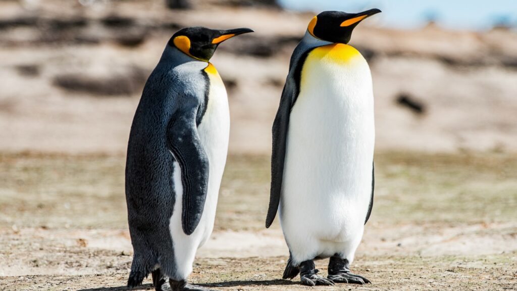 フォークランド諸島にいるコウテイペンギン