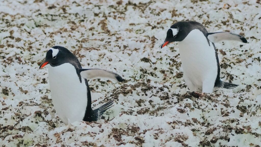 ２羽のジェンツーペンギン