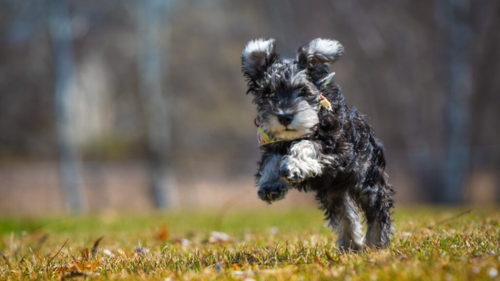 垂れた耳が愛らしいミニチュア・シュナウザーの子犬