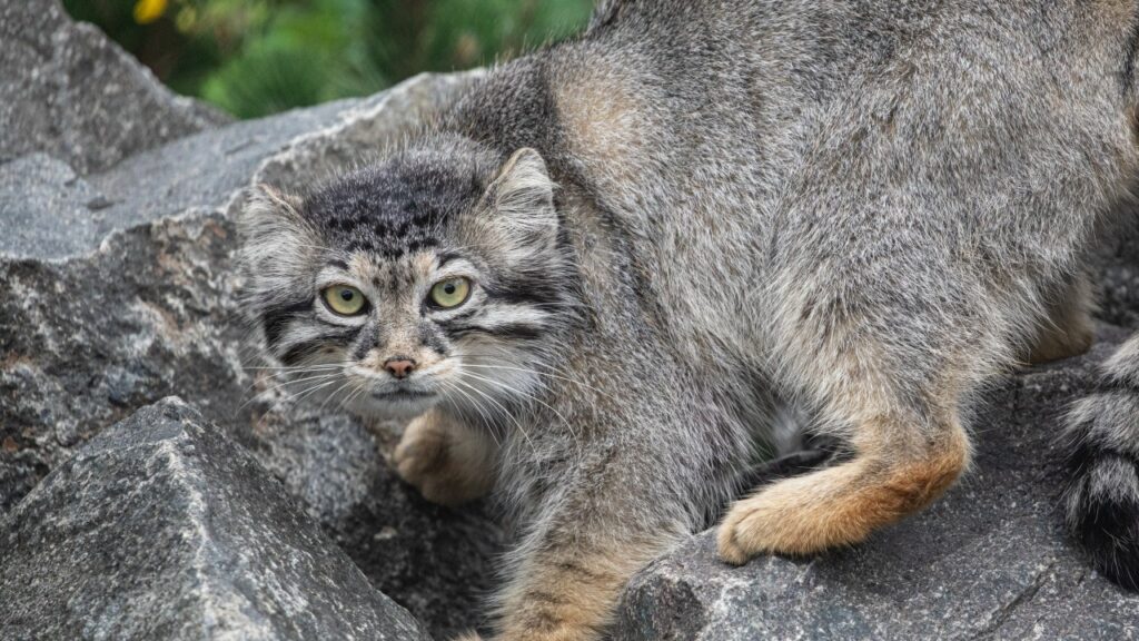 アジアに生息する愛らしい野生の灰色のネコ科動物、マヌルネコ