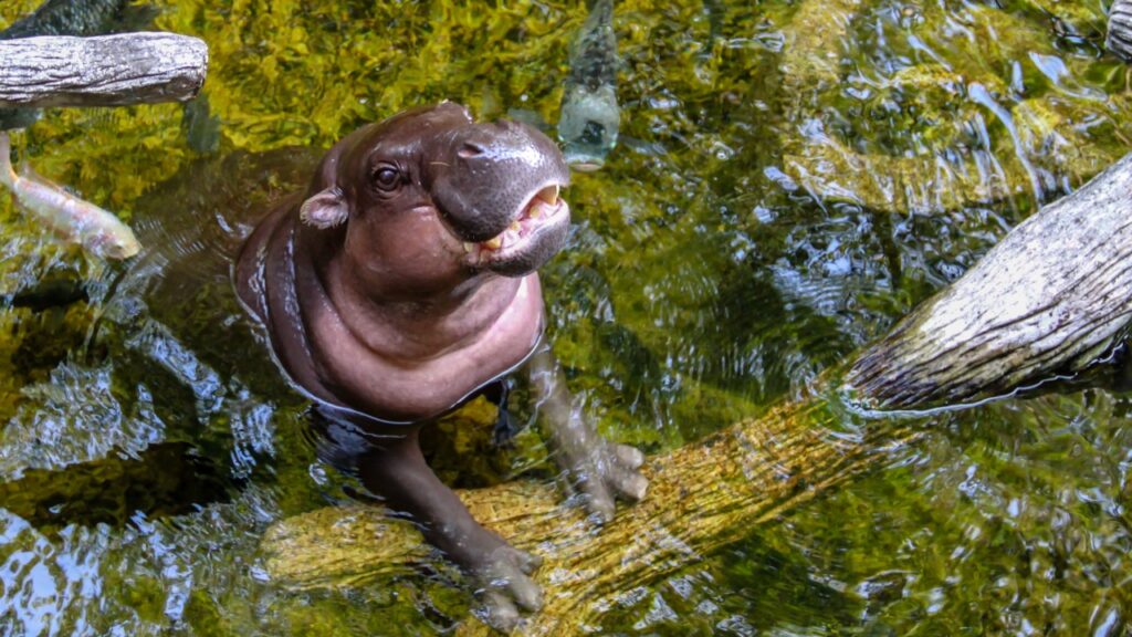 池の中に入っているコビトカバ