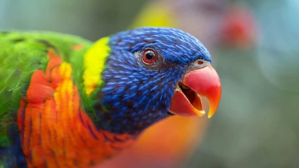 ゴシキセイガイインコ