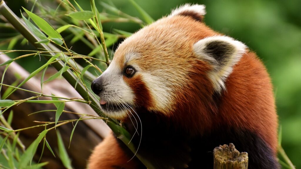 竹を食べているレッサーパンダ