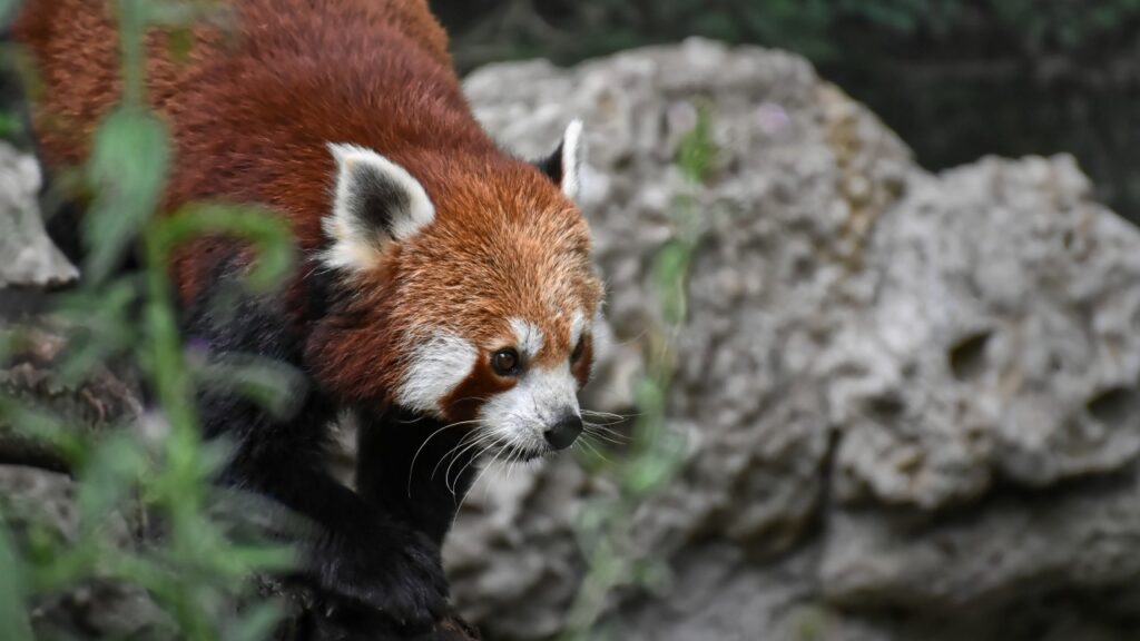 水辺にいるレッサーパンダ