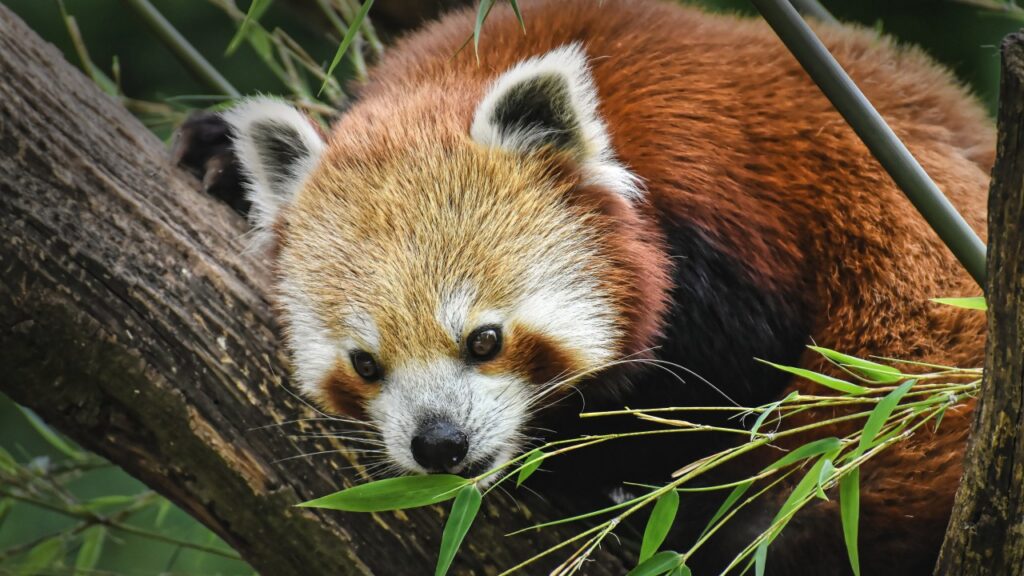 笹を食べているレッサーパンダ