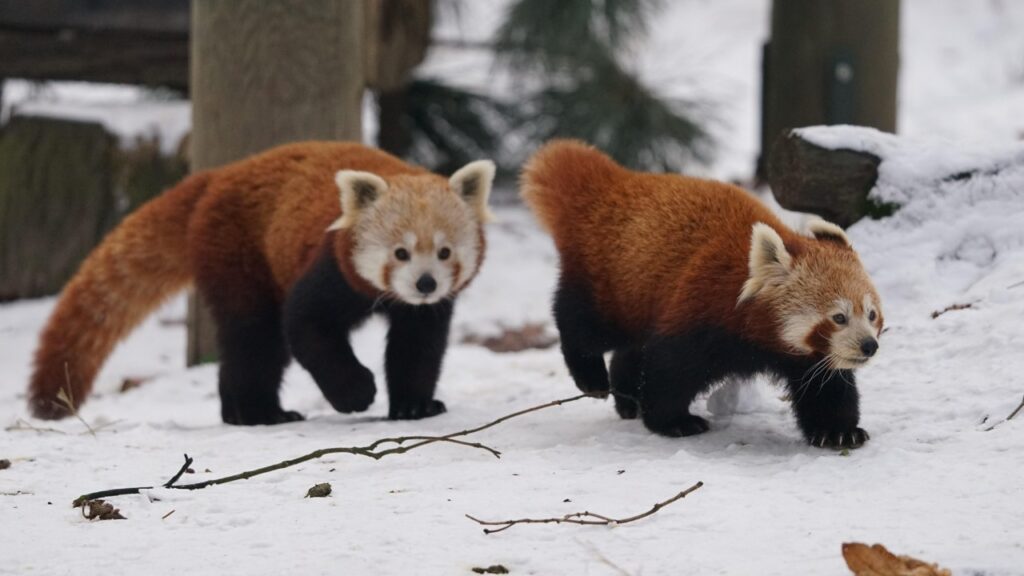 雪原を歩くレッサーパンダ