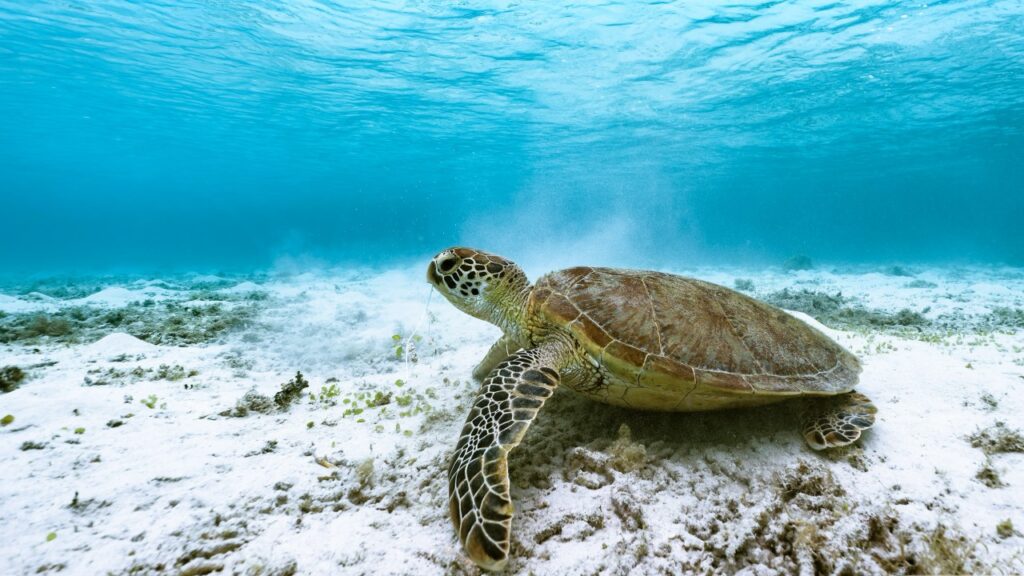 海の中をにいるウミガメ