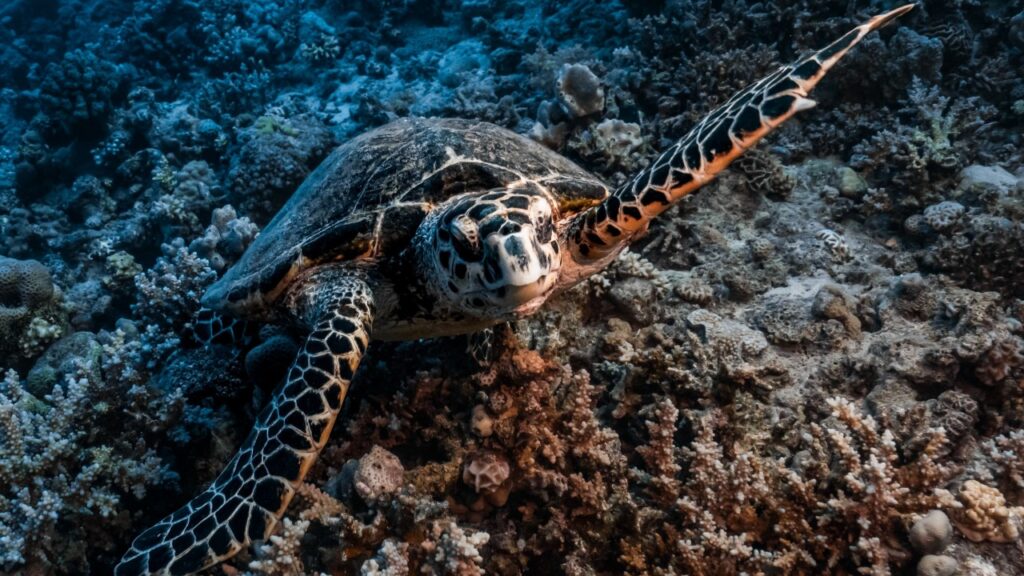 ウミガメ