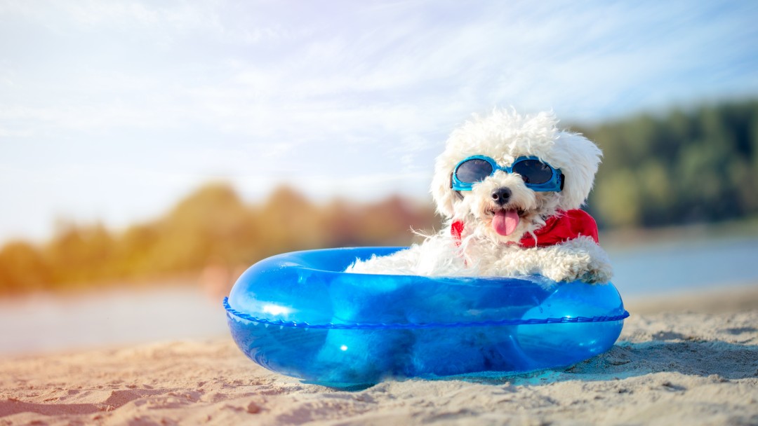 砂浜で浮き輪の中でくつろいでいるサングラスをした犬