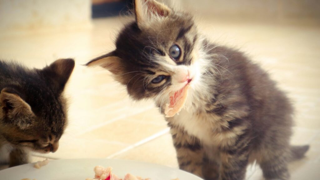 キャットフードを食べる猫