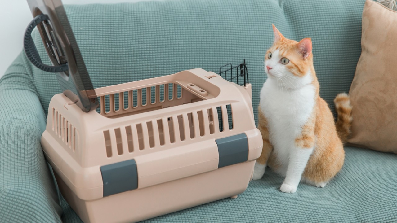 猫　キャリーバック