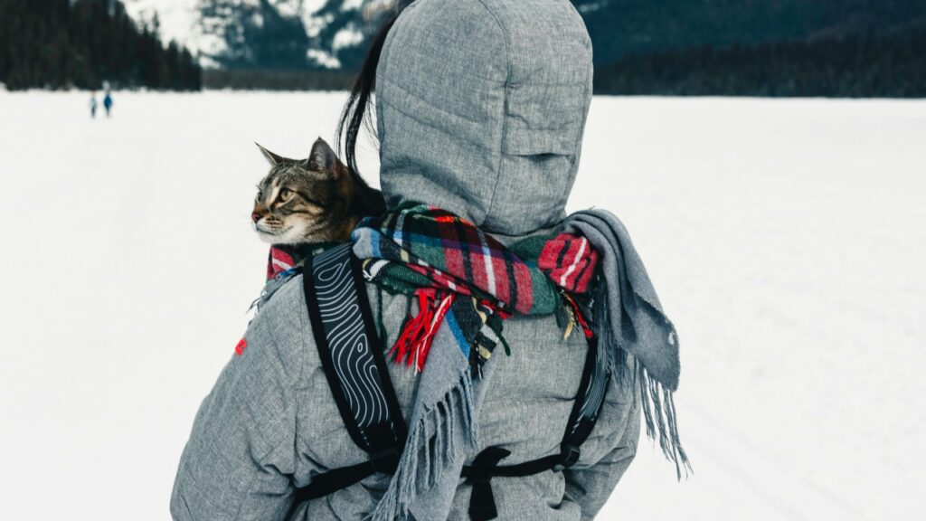 腕の中に抱かれている猫