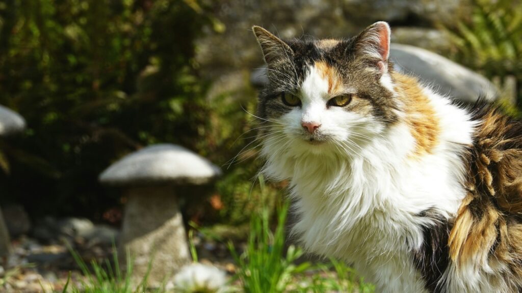 こちらを見る猫