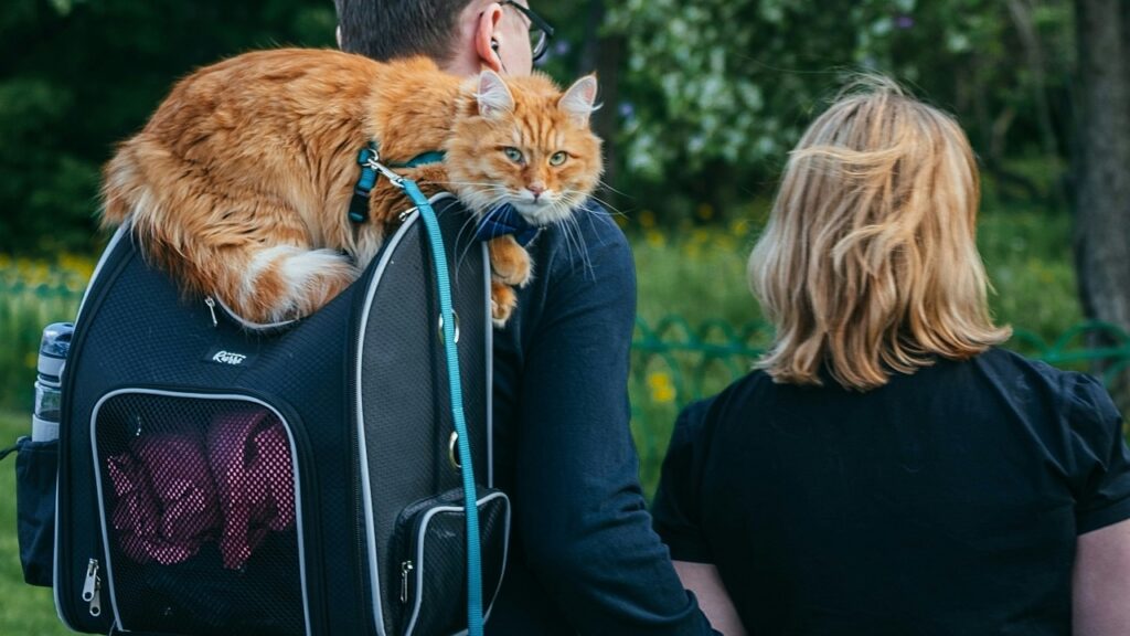 猫がキャリーバックから出て、肩の上に乗っている