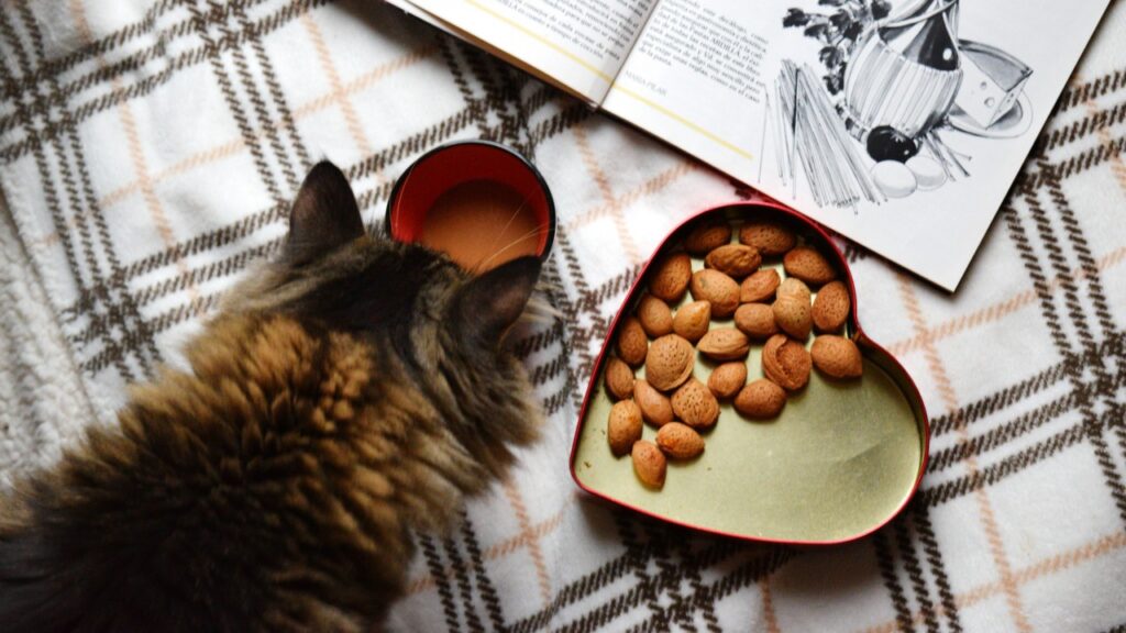 おやつを食べる猫