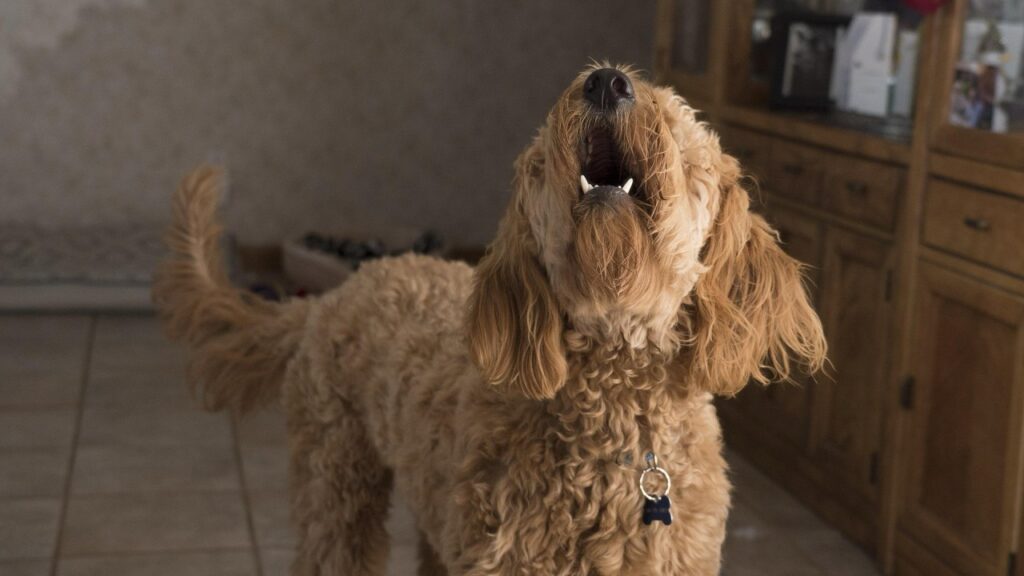 吠える犬