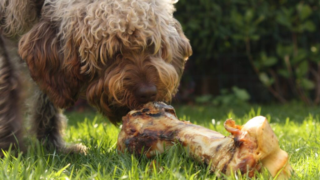 骨を食べる犬