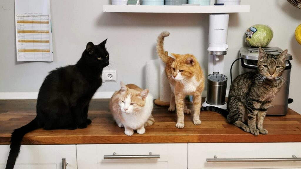 カウンターに乗る猫
