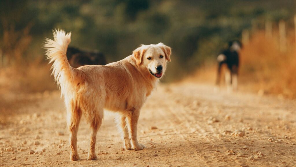 こちらを見つめる野良犬