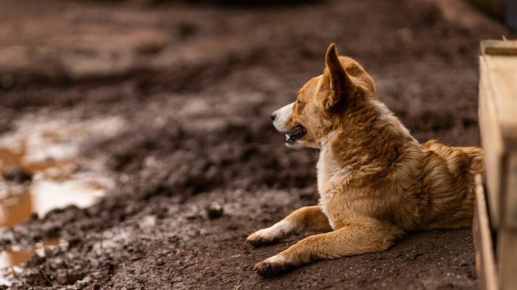 黄昏る犬