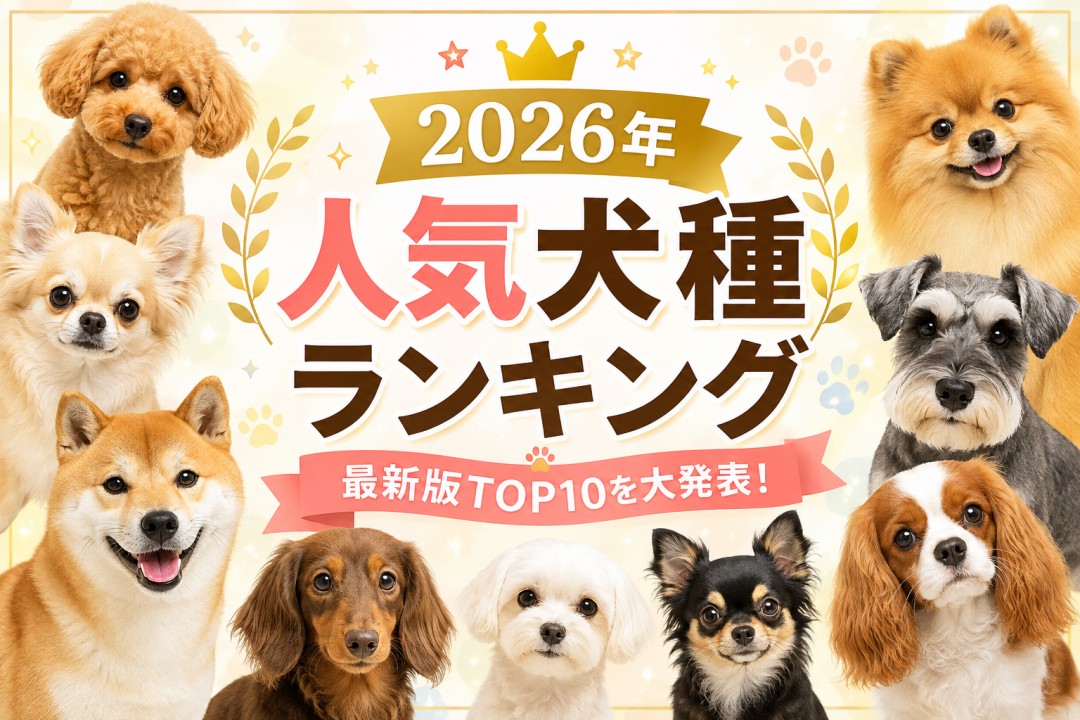 2026年最新人気犬種ランキングアイキャッチ
