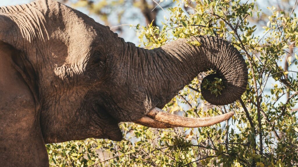 草を食べているアフリカゾウ