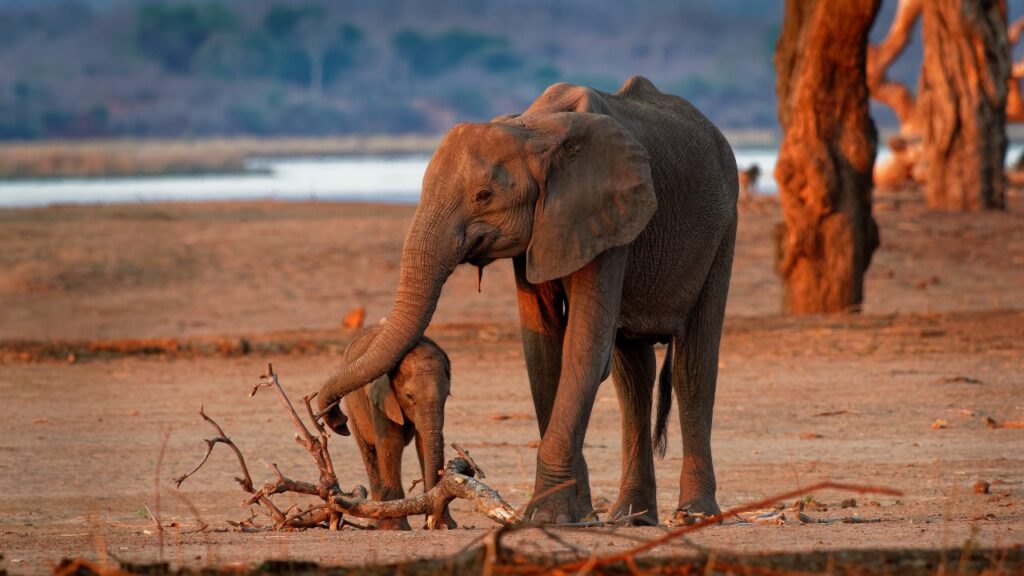 子育てをするアフリカゾウ
