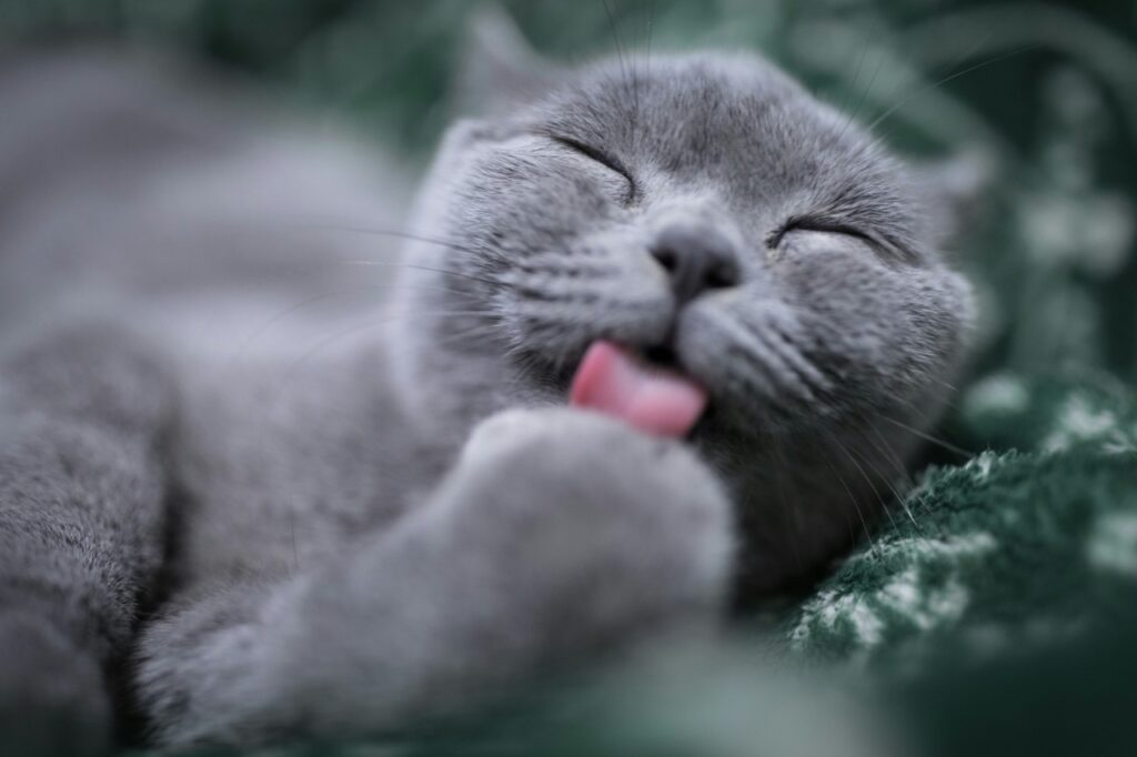 毛繕いをする猫
