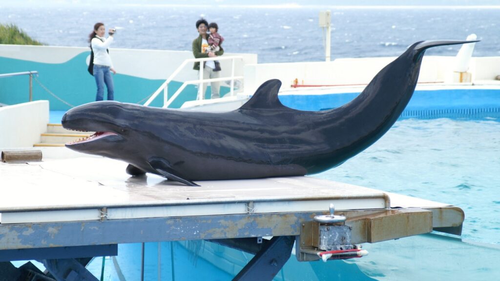 オキゴンドウ