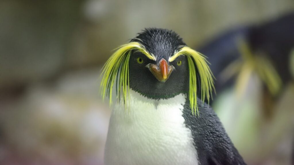こちらをみるイワトビペンギン