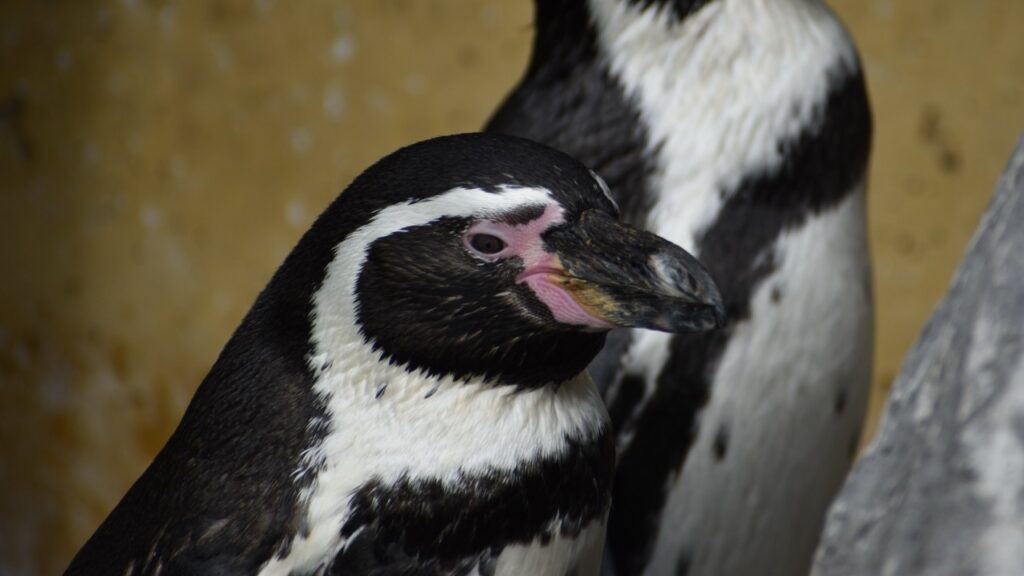 フンボルトペンギン