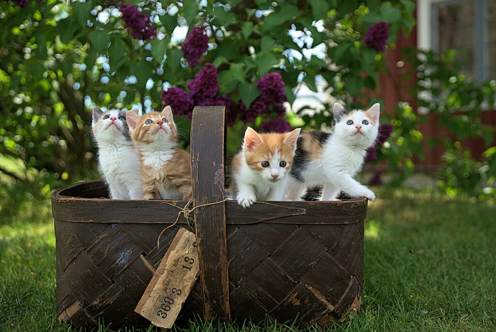 複数の子猫たち