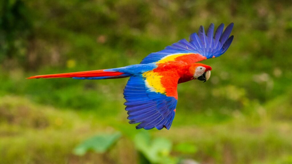 コンゴインコ