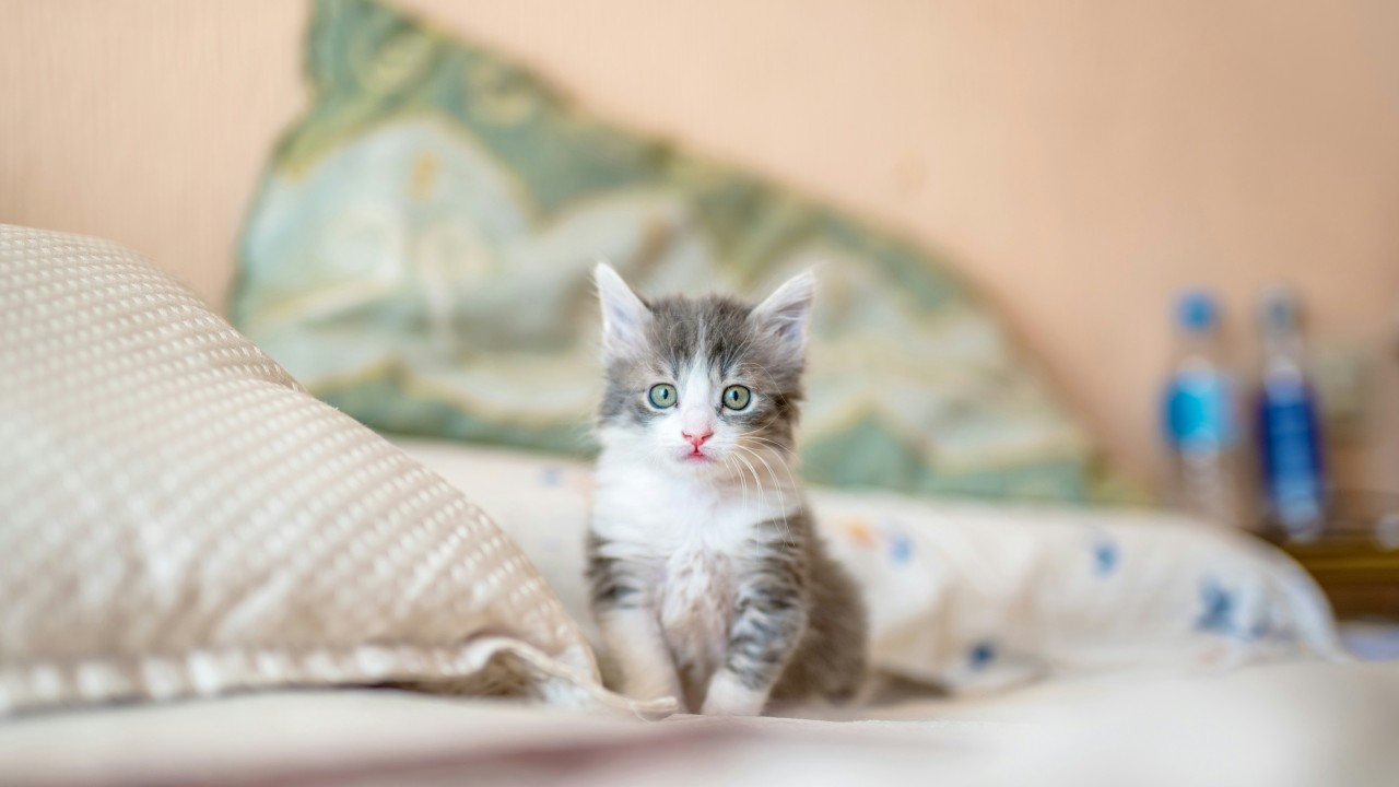 1匹のこちらを見る子猫