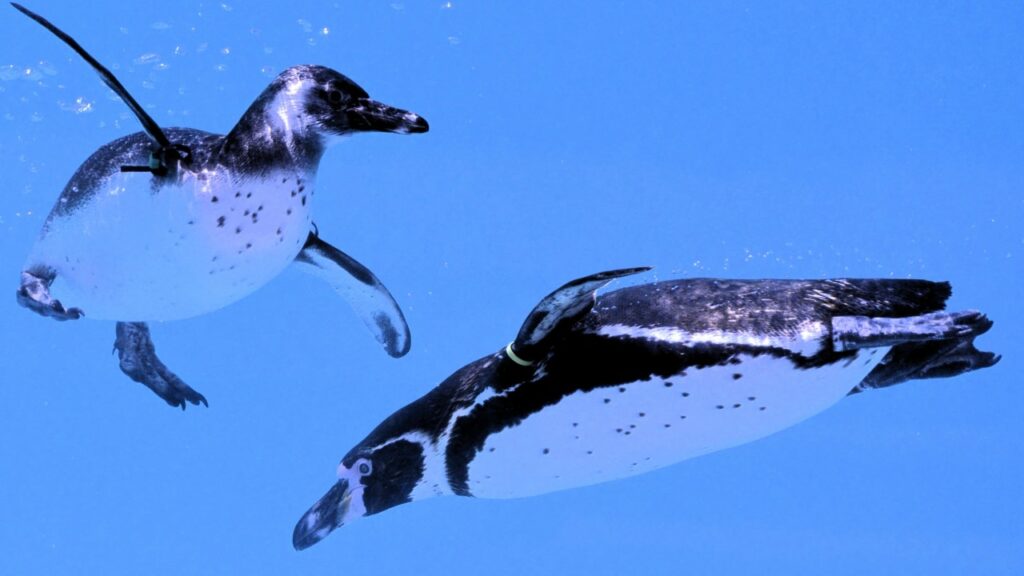 泳ぐフンボルトペンギン