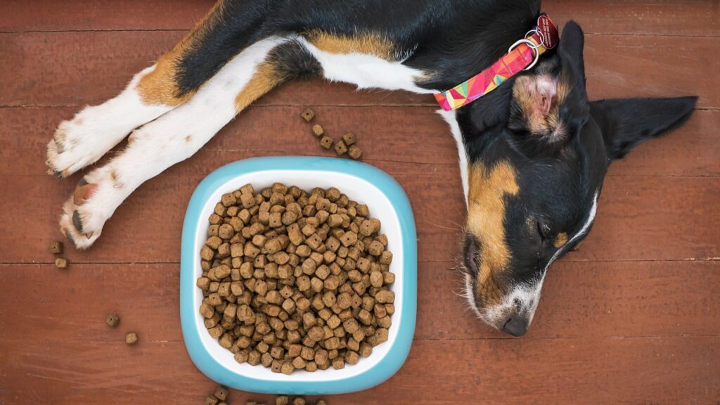 ドッグフードの横で眠る犬
