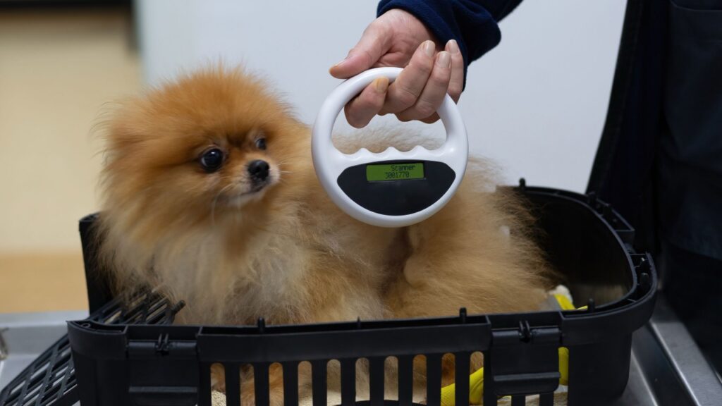 マイクロチップの検査をされている犬,ポメラニアン