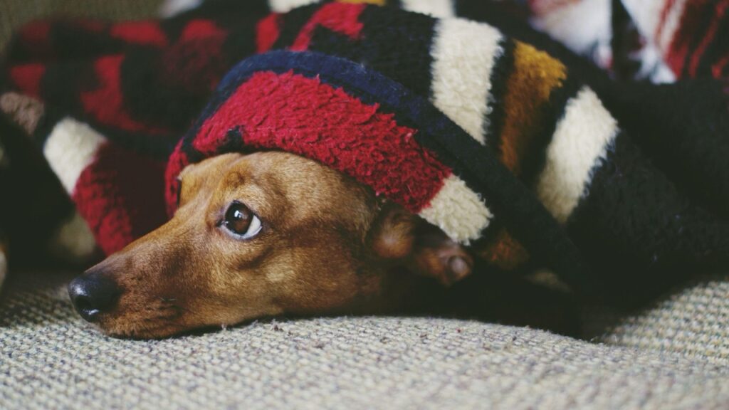 毛布にくるまる犬