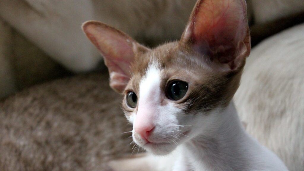 子猫のオリエンタルショートヘア