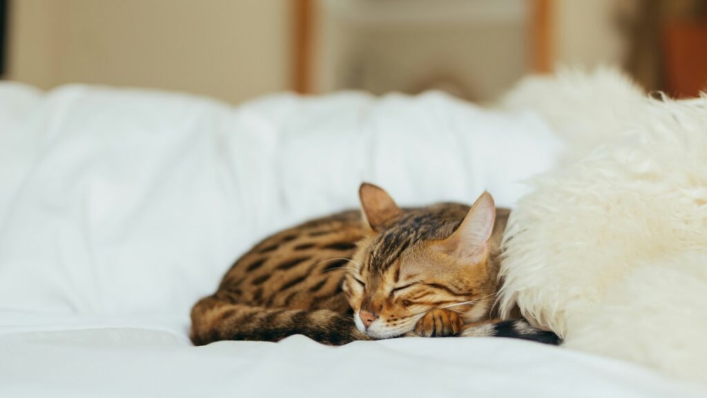 ベッドで横になる猫