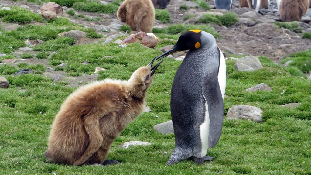 親のコウテイペンギンが子供のペンギンに餌をあげている