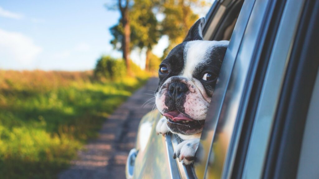 車から外を見るボストンテリア,犬