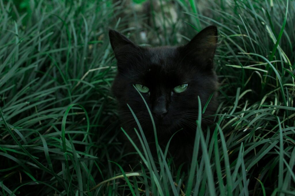 芝生に身をひそめる黒猫