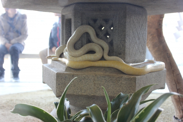 岩国 シロヘビ