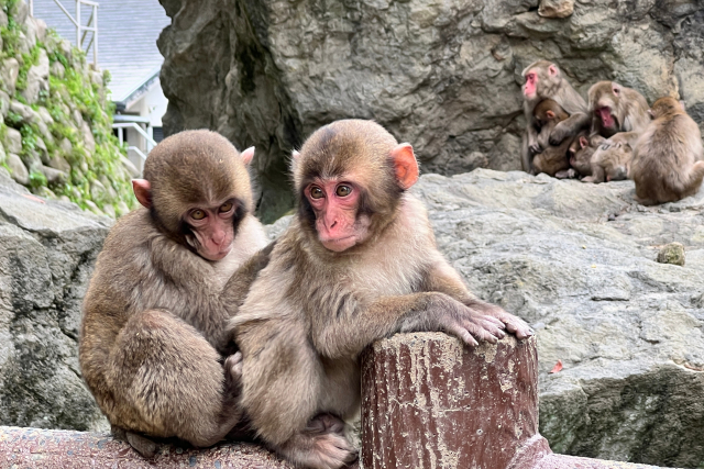 高崎山自然動物園