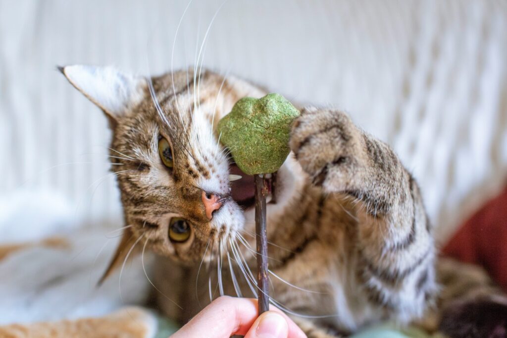 おもちゃで遊ぶ猫